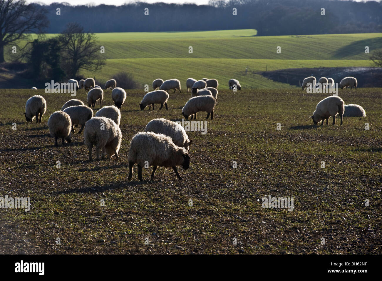 Eine Herde Schafe auf Chilterns Ackerland in Buckinghamshire Landschaft UK Stockfoto