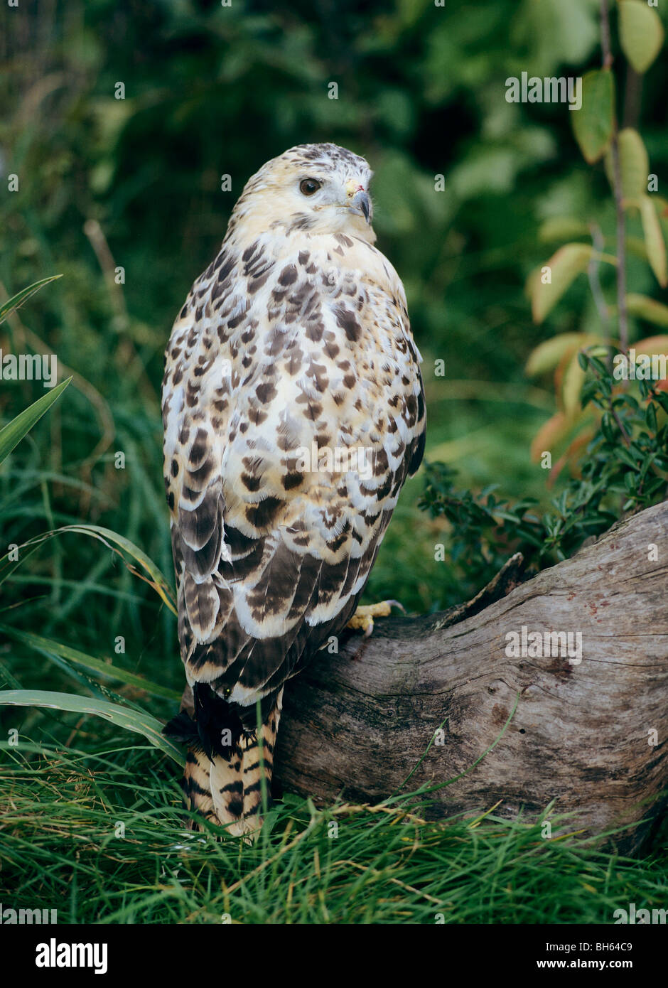 Zwergadler an einem Baumstamm / Hieraaetus Pennatus Stockfoto