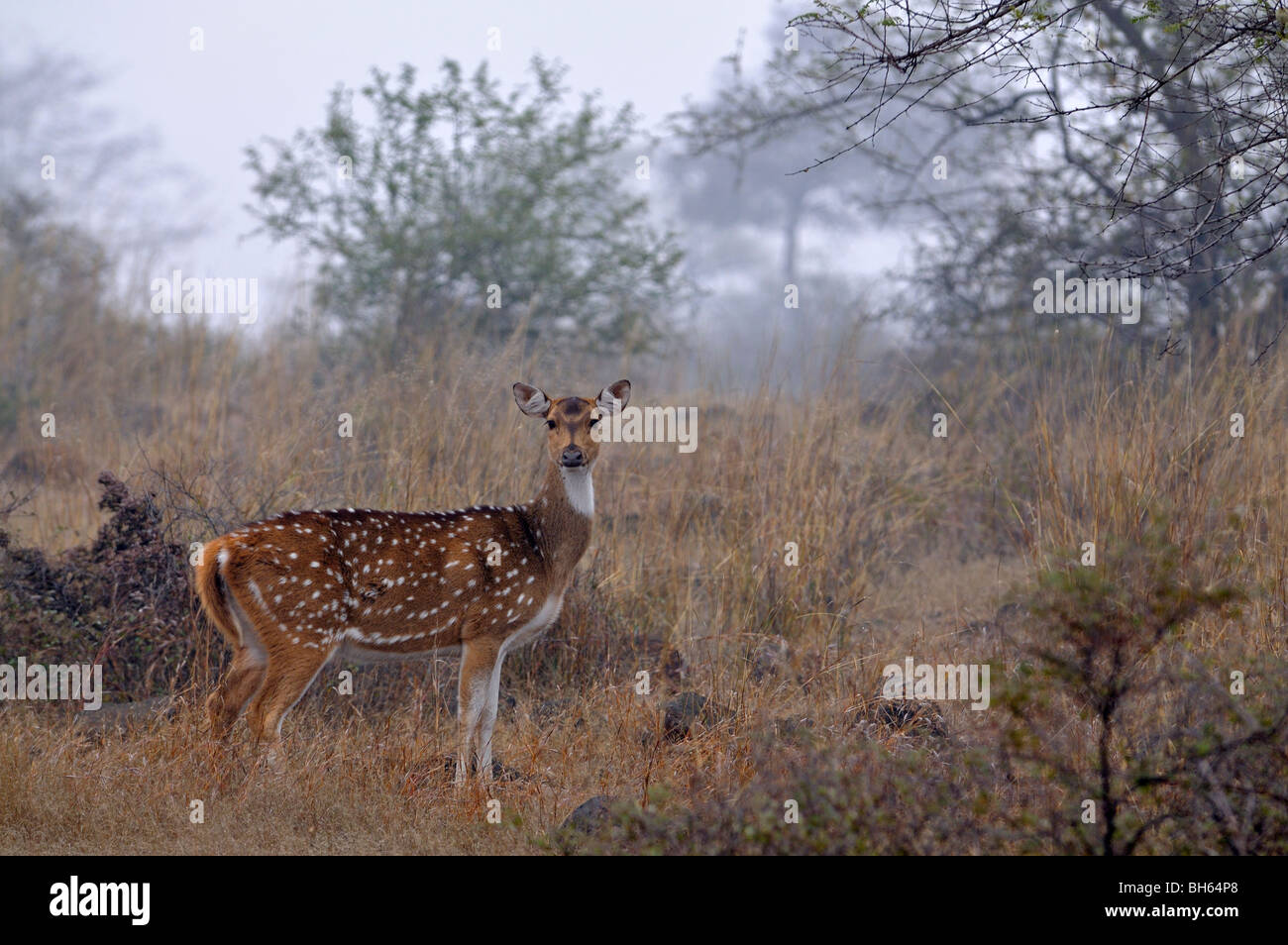 Eine weibliche Spotted oder Axishirsch (Axis Axis) in Ranthambhore in nebligen Wintern Stockfoto