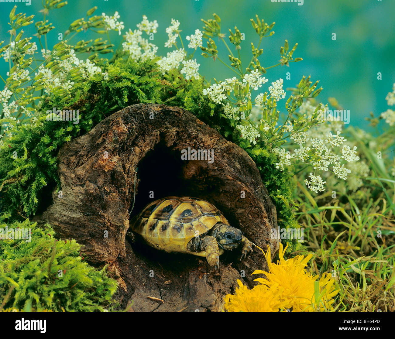 Hermanns Schildkröte im Versteck / Testudo Hermanni Stockfoto