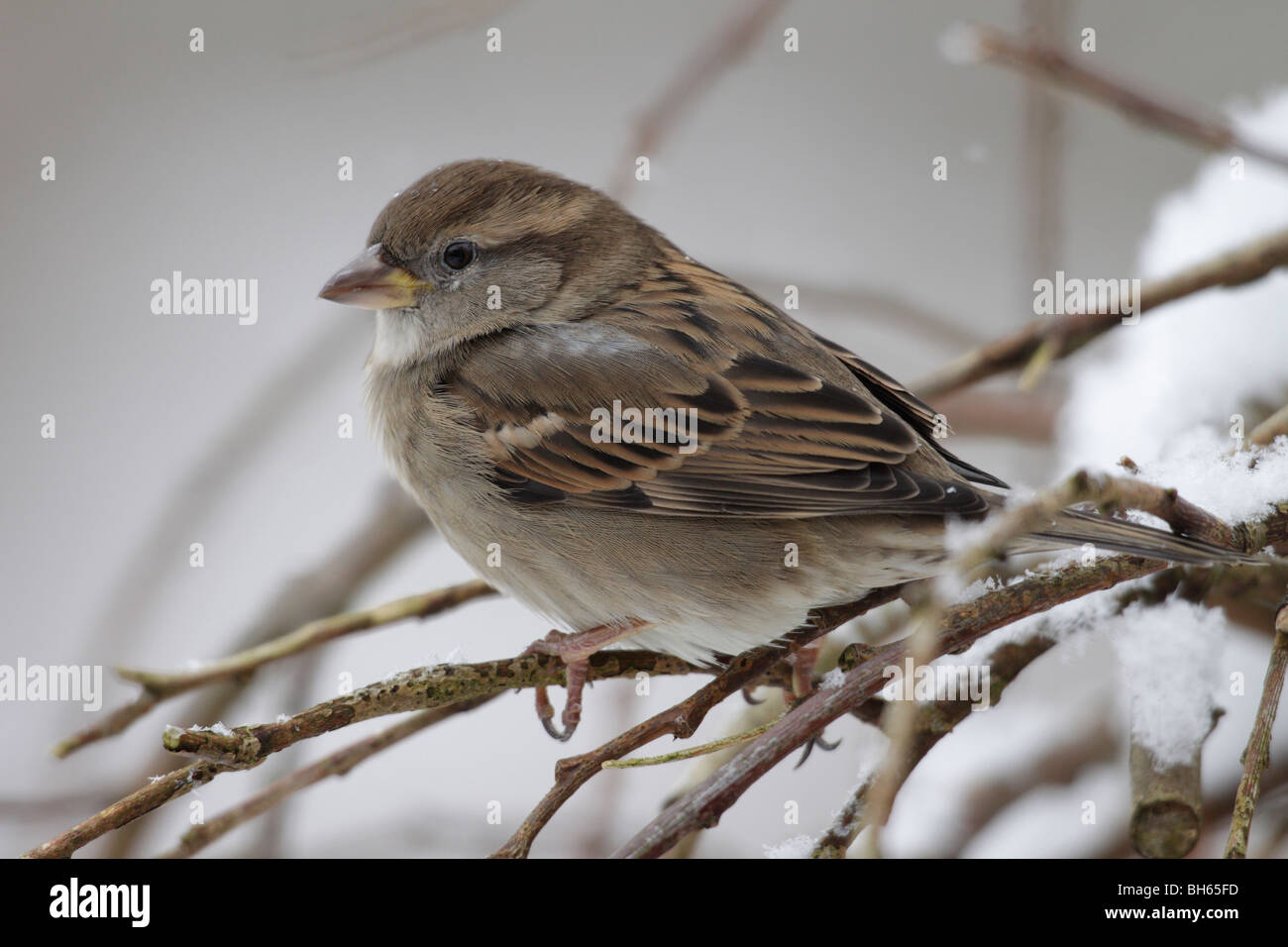 Weiblicher Haussperling (Passer Domesticus) im Schneegestöber Stockfoto