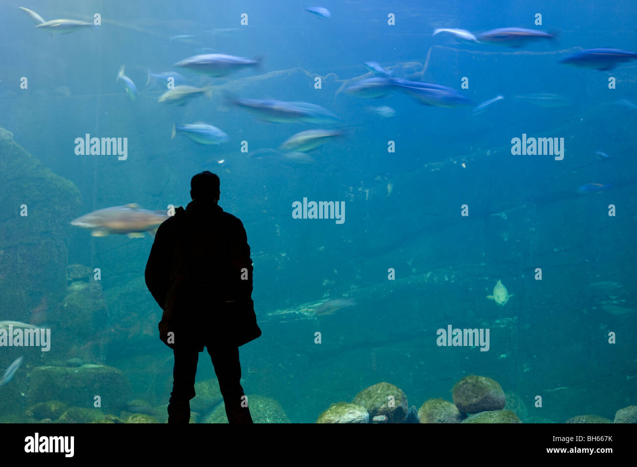 Person vor aquarium Stockfoto