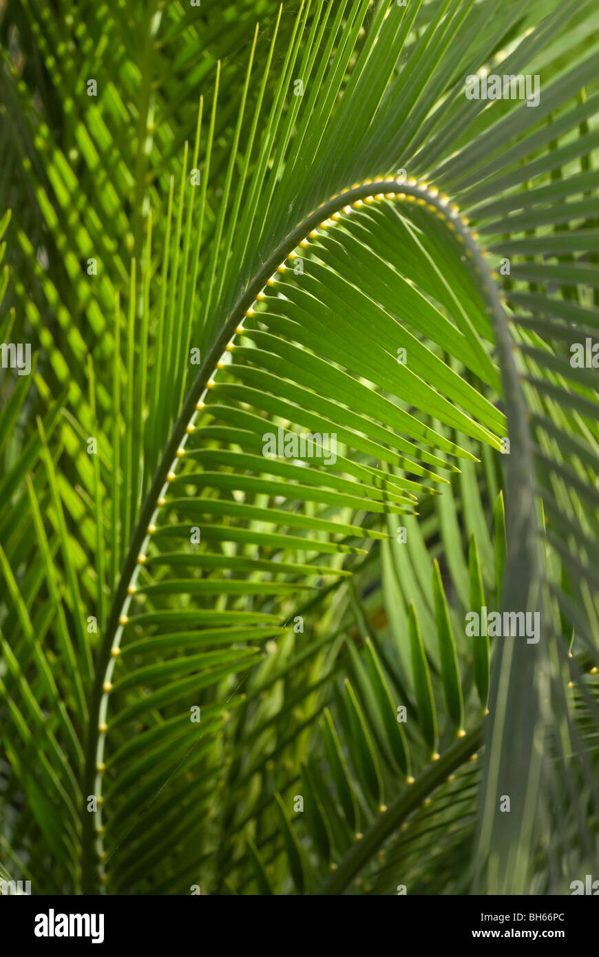 Abstraktes Bild von hinten beleuchtete Palmblättern Stockfoto