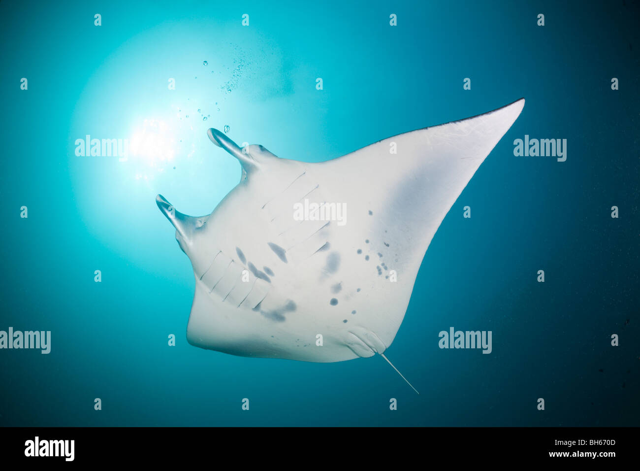 Manta, Manta Birostris, Mikronesien Yap Stockfoto