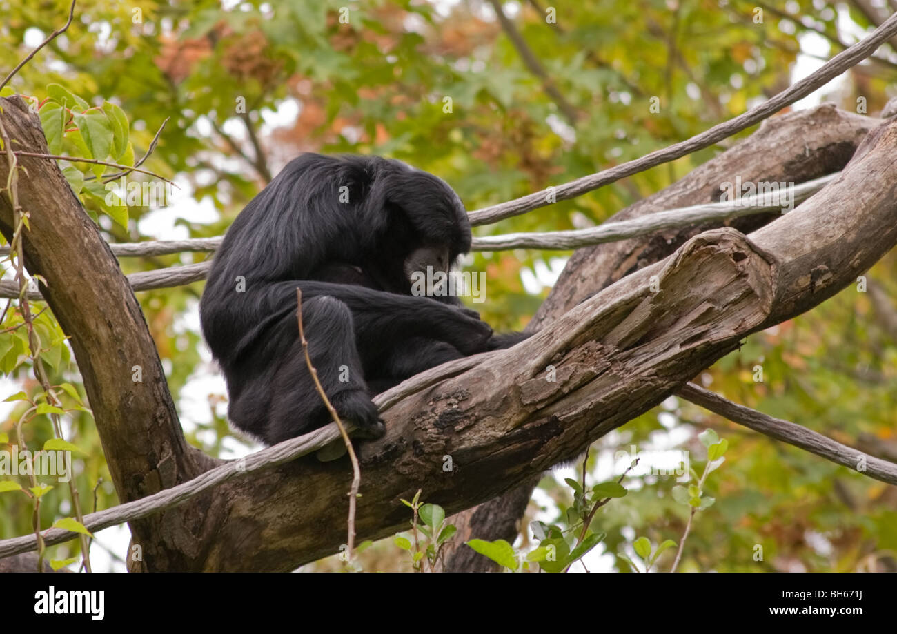 Eine schwarze Siamang affe Primaten Tier (Symphalangus syndactylus) sitzen auf dem Baum mit Hintergrund absichtlich unscharf für künstlerische Wirkung. Stockfoto