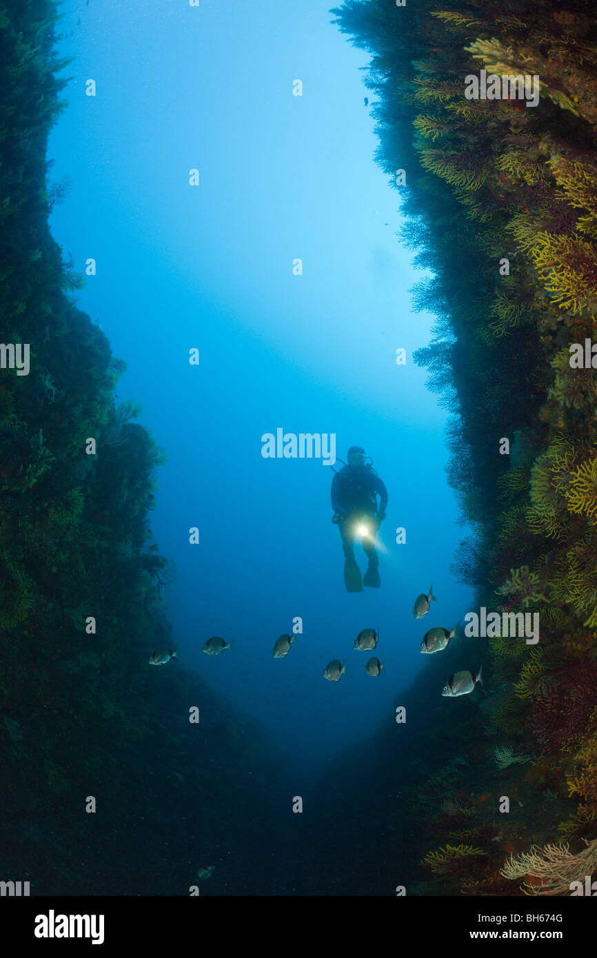 Scuba Diver über Riff, Tamariu, Costa Brava, Mittelmeer, Spanien Stockfoto