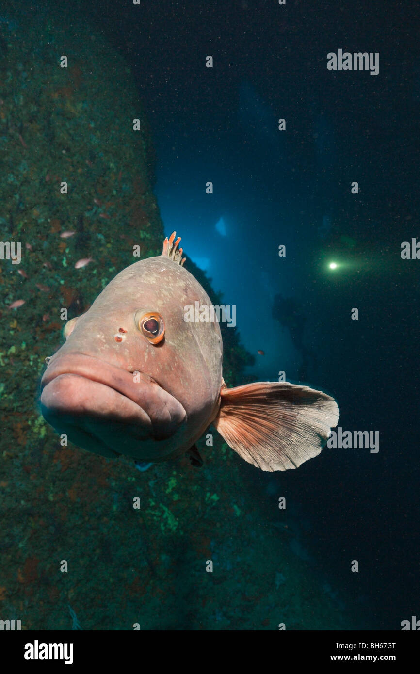 Dusky Grouper in Höhle, Epinephelus Marginatus, Dofi North, Medes-Inseln, Costa Brava, Mittelmeer, Spanien Stockfoto