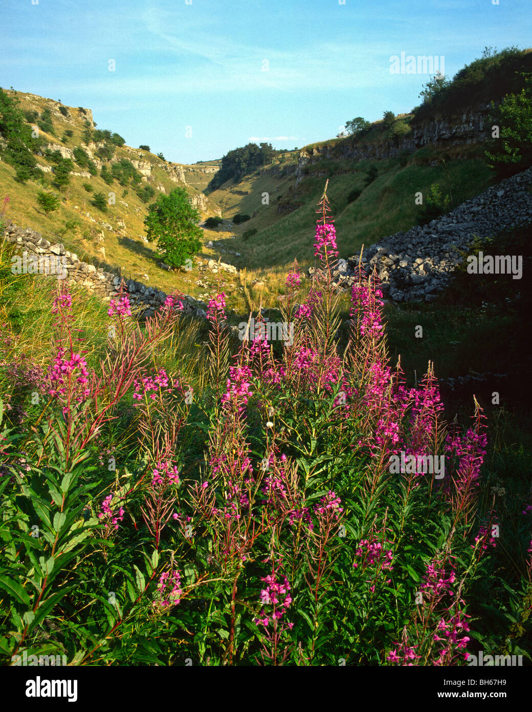 Rosebay Weidenröschen wächst in Lathkill Dale, Peak District National Park, Derbyshire Stockfoto