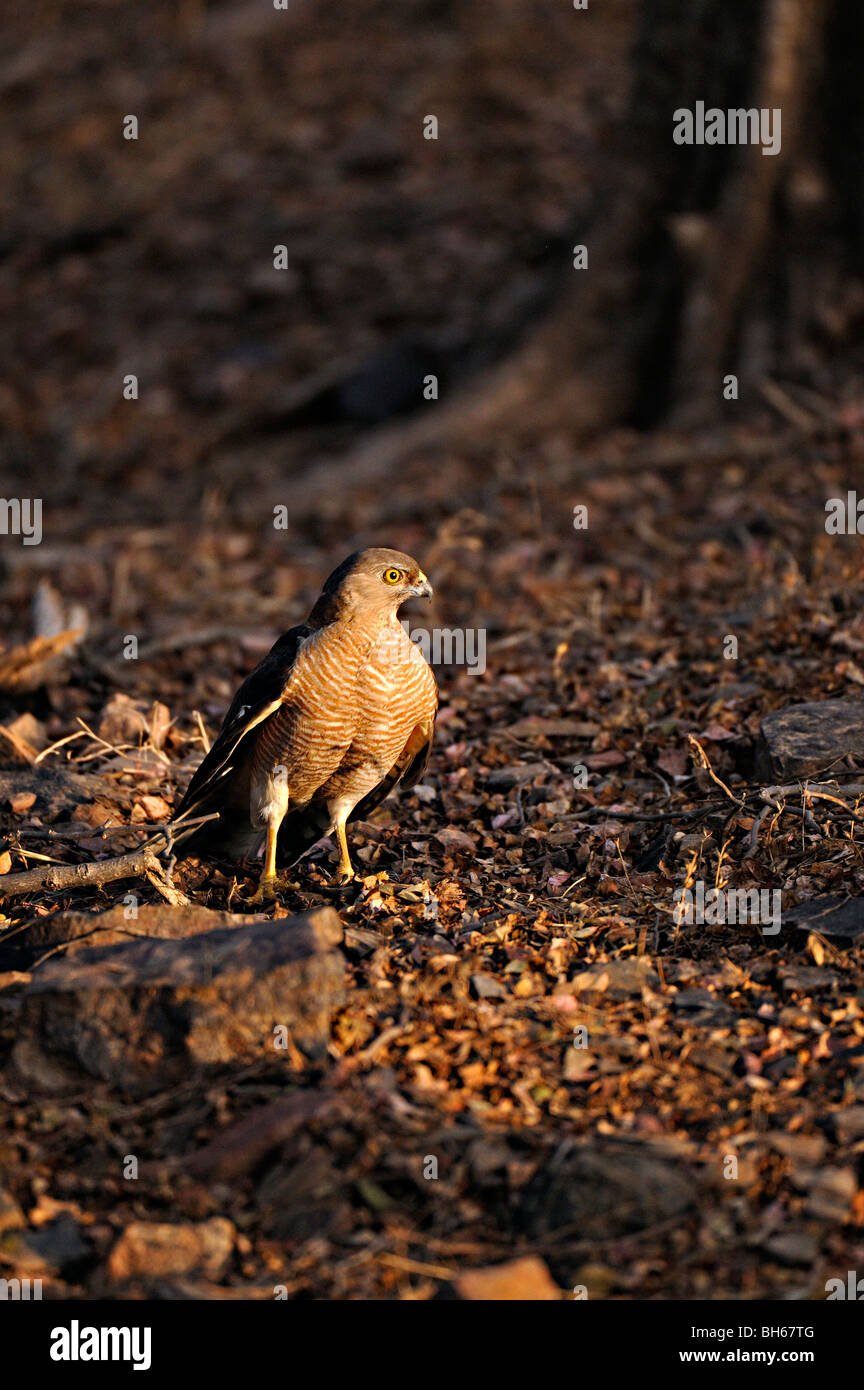 Shikra (Accipiter Badius) in Ranthambhore Stockfoto