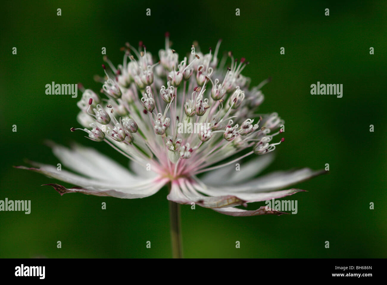 Astrantia wächst in Alnwick Gardens in Alnwick, Northumberland, England. Stockfoto