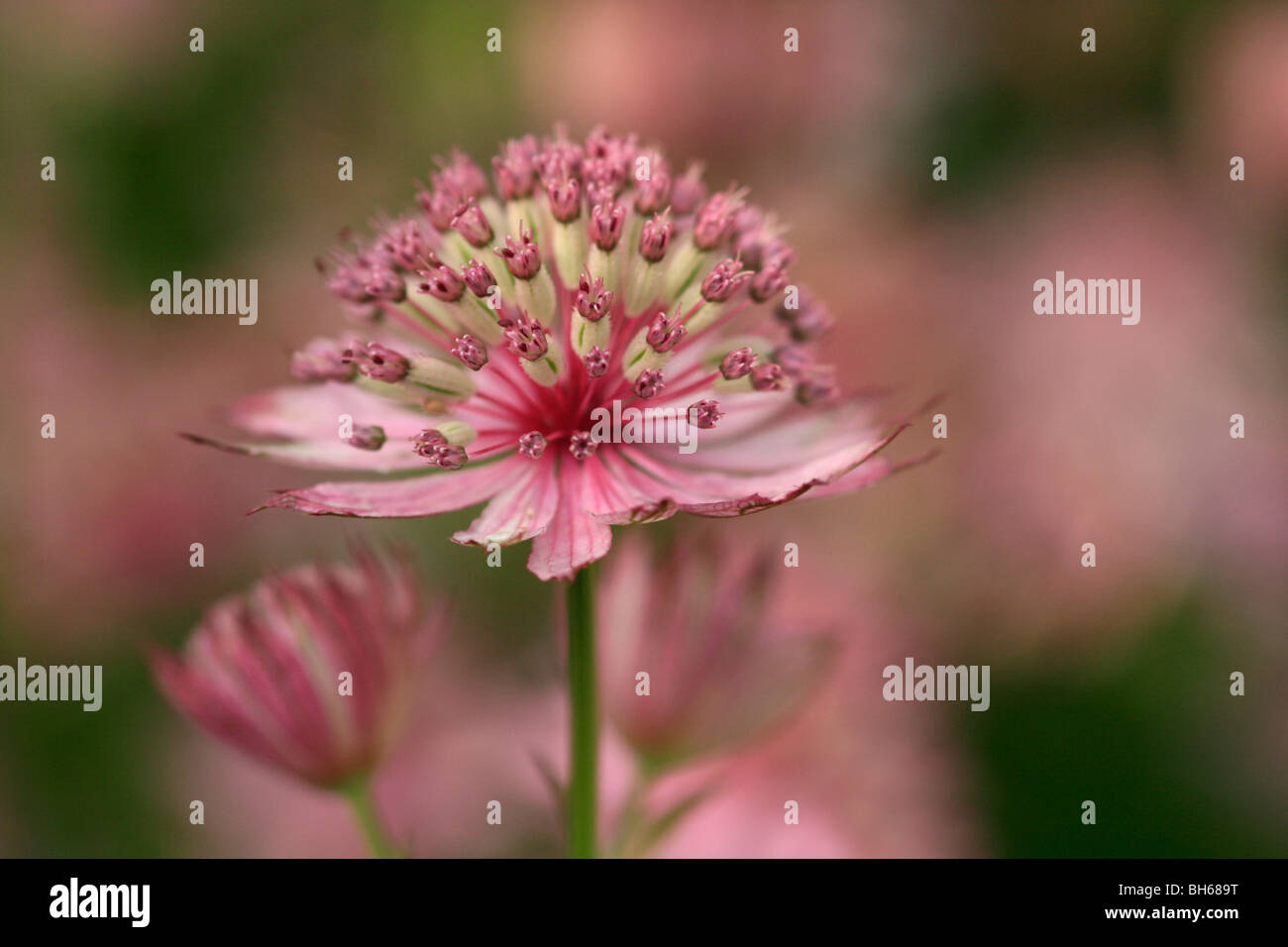 Astrantia wächst in Alnwick Gardens in Alnwick, Northumberland, England. Stockfoto