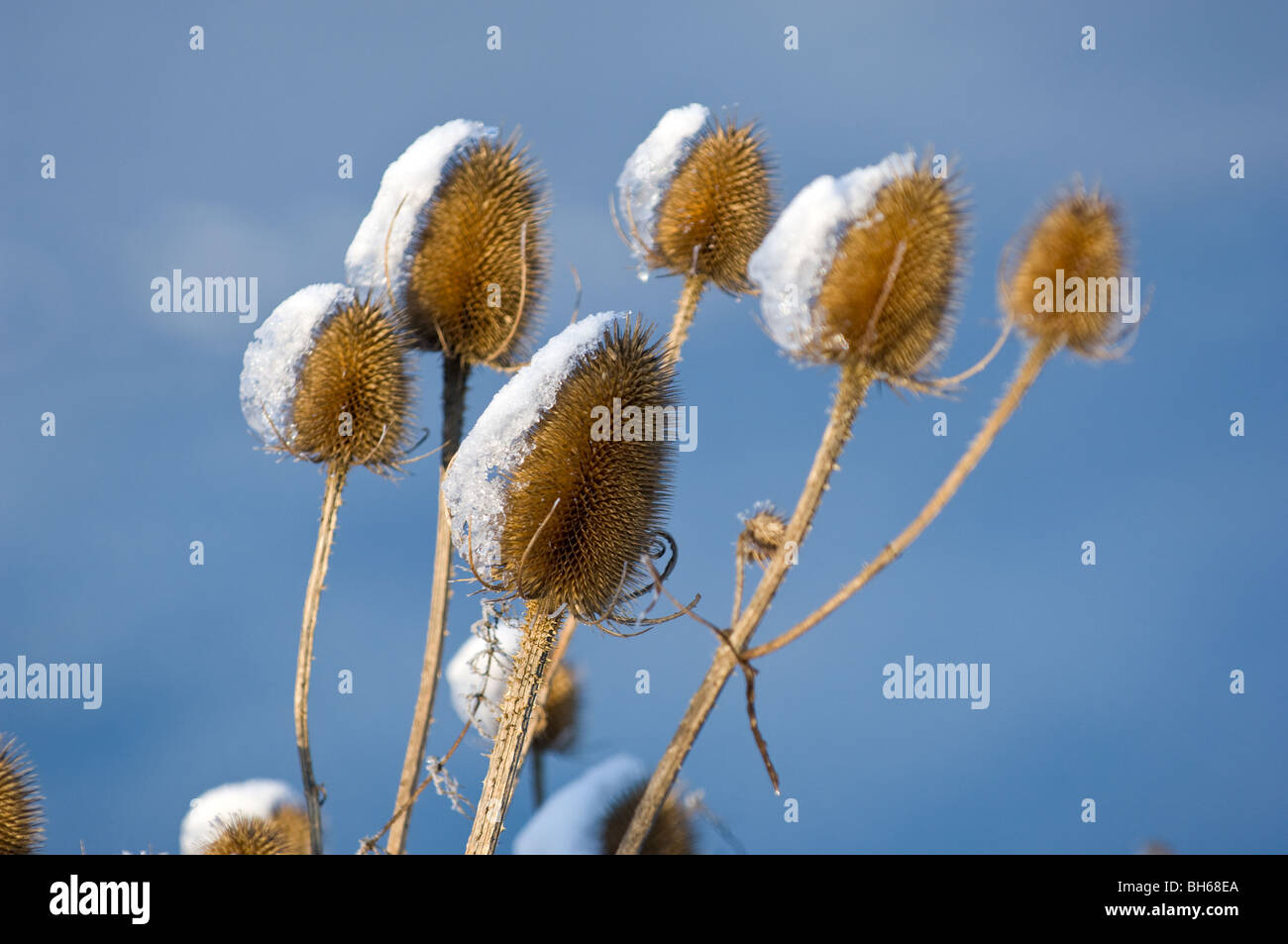 Schneebedeckte gemeinsame Karde Samenköpfe Stockfoto