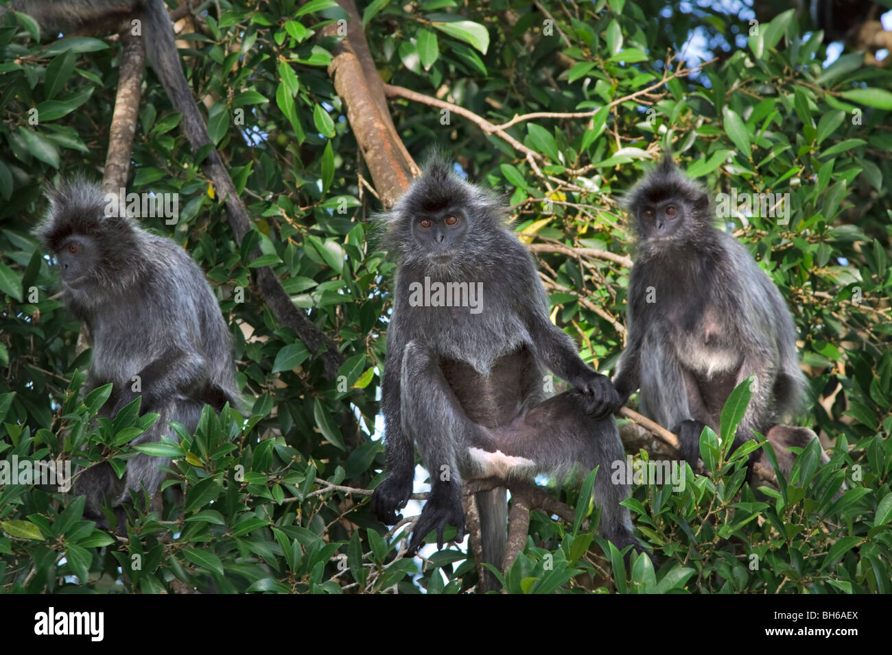 Silberne Haubenlanguren in einem Baum (Trachypithecus Cristatus (Selangorensis oder Cristatus)). Stockfoto