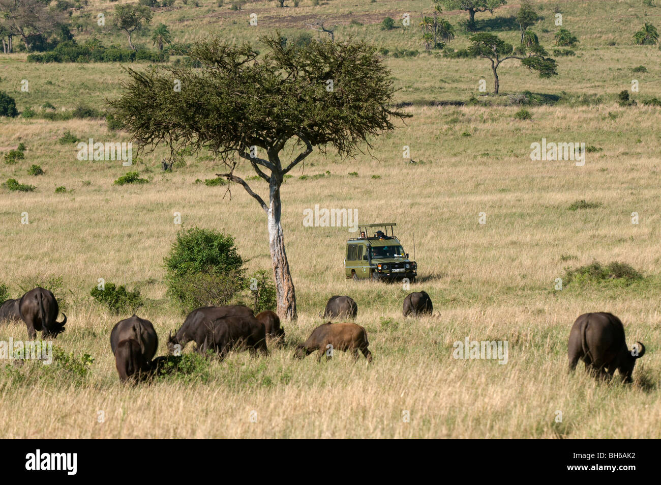 Touristen auf Safari beobachten Büffel, Masai Mara National Reserve, Kenia. Stockfoto