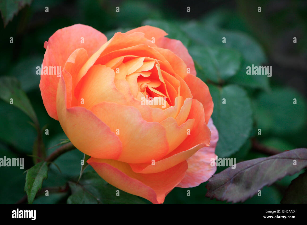 Pfirsich farbigen Rosenzucht in Alnwick Gardens in Alnwick, Northumberland, England. Stockfoto