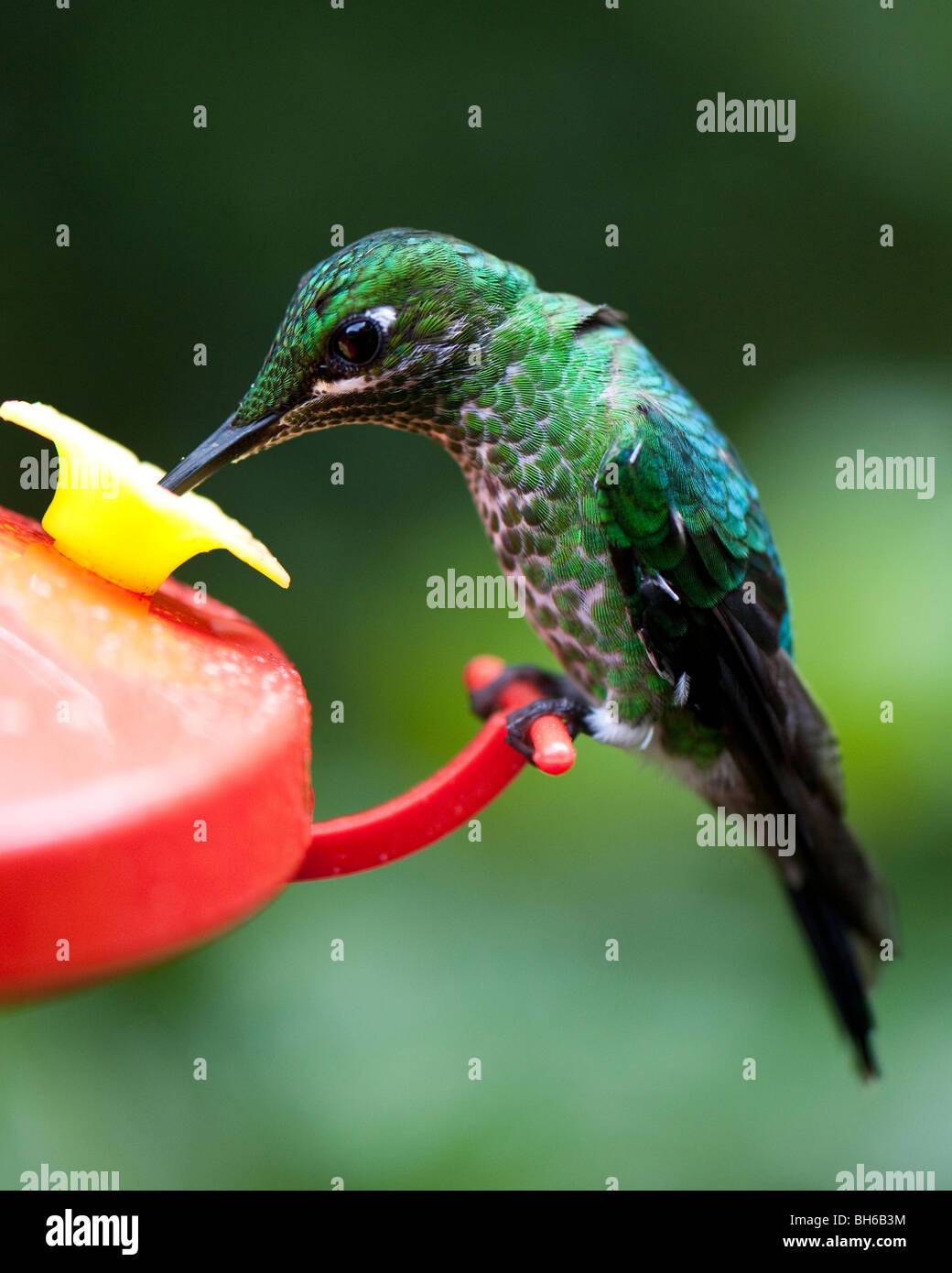 Grün-gekrönter brillante Kolibri im Monteverde Regenwald in Costa Rica Stockfoto