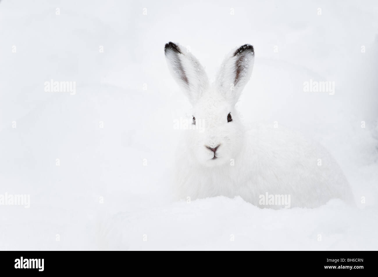 Schneehase (Lepus Timidus lat.) mit weißem Fell sitzen im Schnee im winter Stockfoto