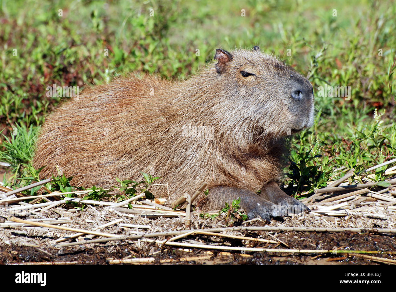 Capybara, einem großen südamerikanischen Nagetier in Ruhe in den Feuchtgebieten Stockfoto
