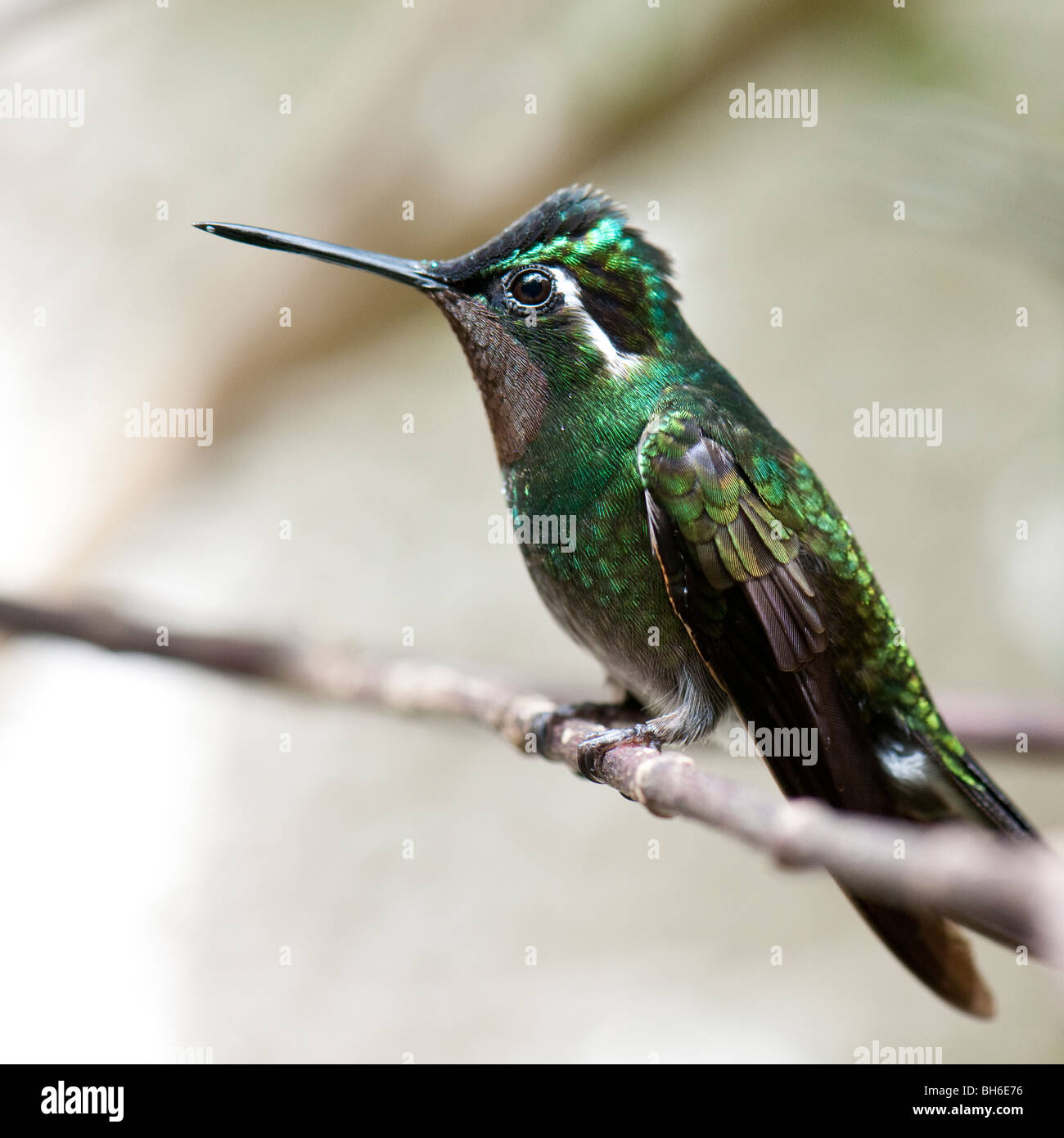 Lila-throated Berg-Juwel Kolibri im Monteverde Regenwald in Costa Rica Stockfoto