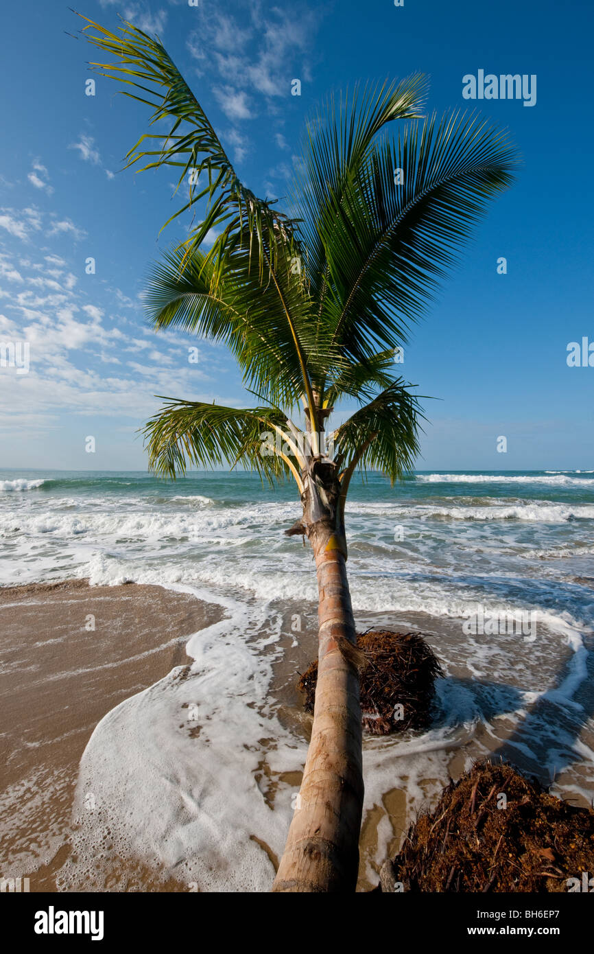 Das idyllische Paradies Strand von Punta Uva in der Nähe von Puerto Viejo de Talamanca in der Provinz Limón, südöstlichen Costa Rica Stockfoto