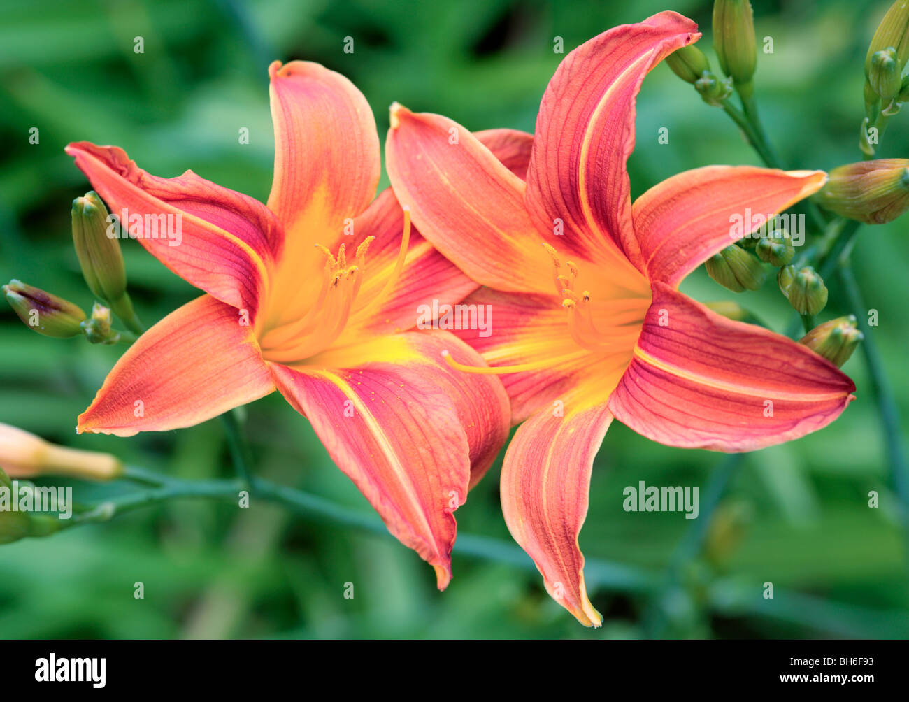 Zwei Feuerlilie Blumen Stockfoto