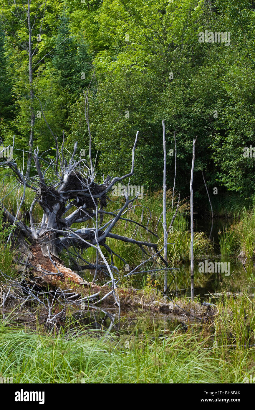 Degradation Forest Driftwood ertränkte Bäume in Michigan, USA, von oben aus, niemand Hi-res Stockfoto