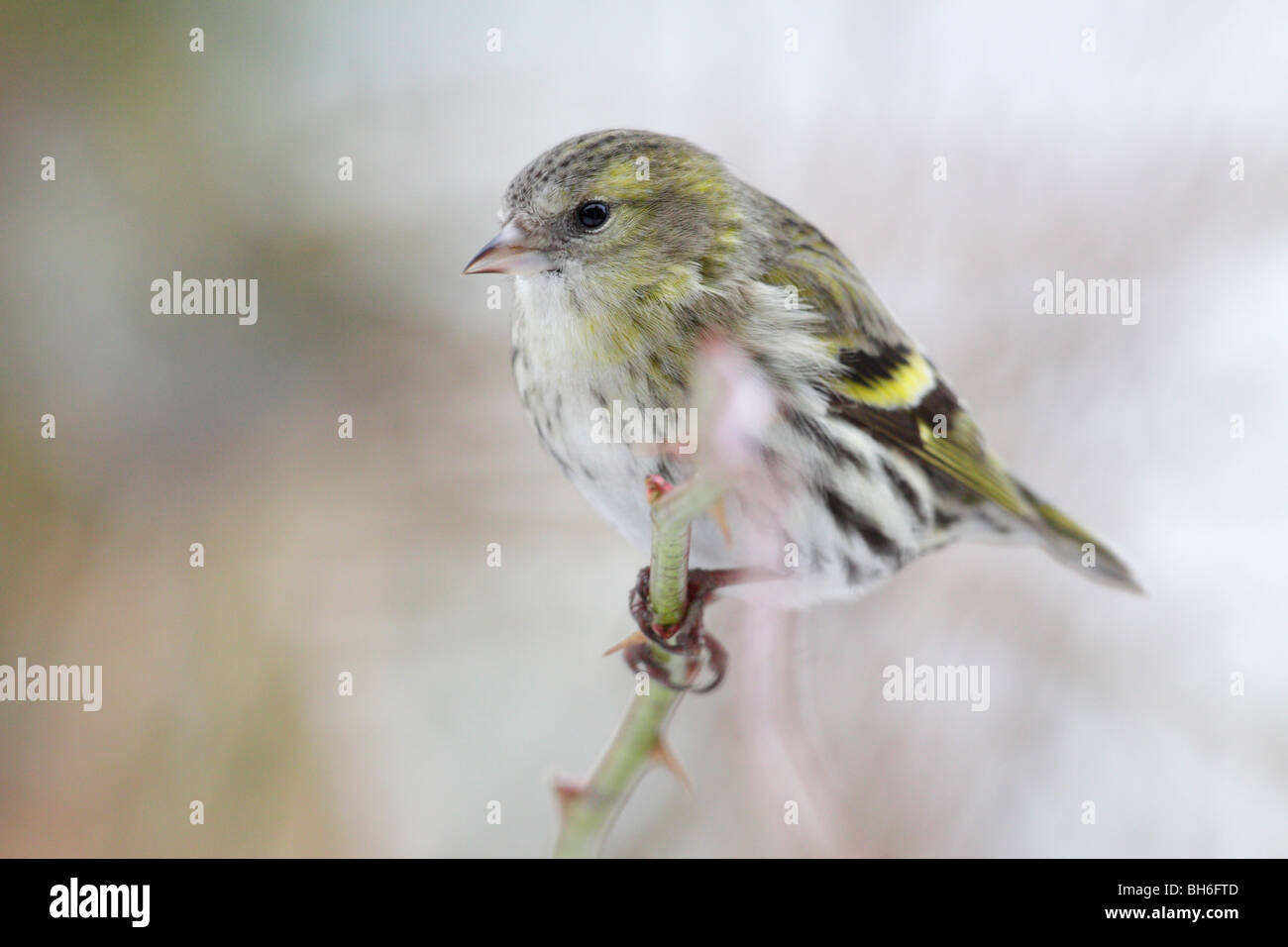 Weibliche eurasischen Erlenzeisig, Zuchtjahr spinus Stockfoto