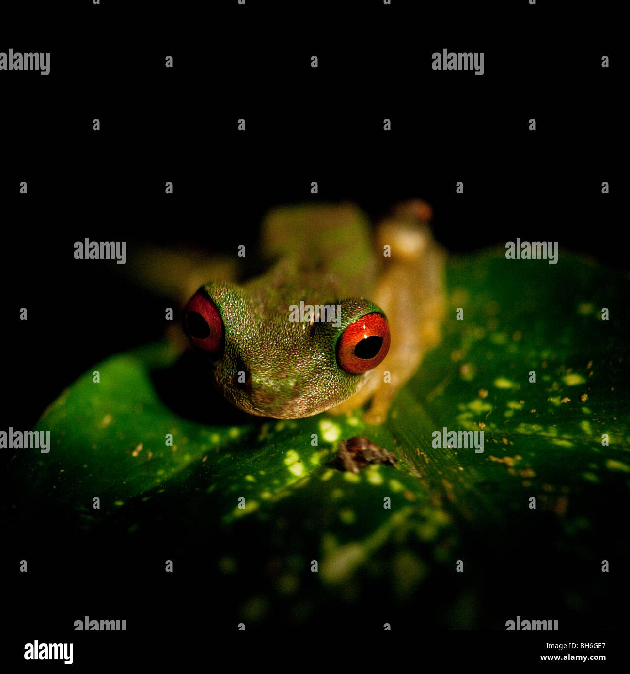 Red eyed Treefrog in den Froschteich in Ranario, Santa Elena, Costa Rica Stockfoto