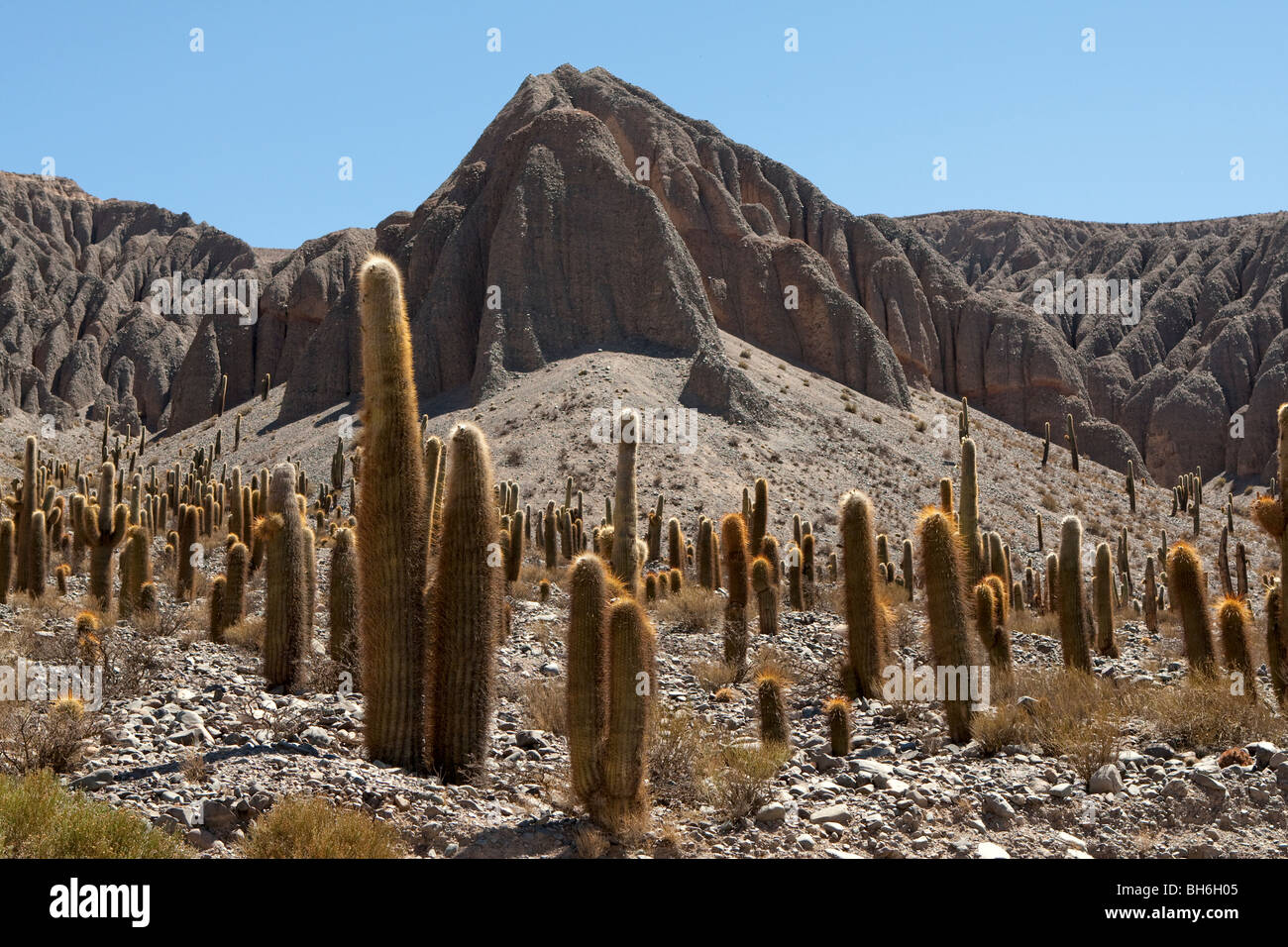 Cardonas, Quebrada del Toro (del Toro Schlucht), Provinz Salta, Route 51, Argentinien Stockfoto