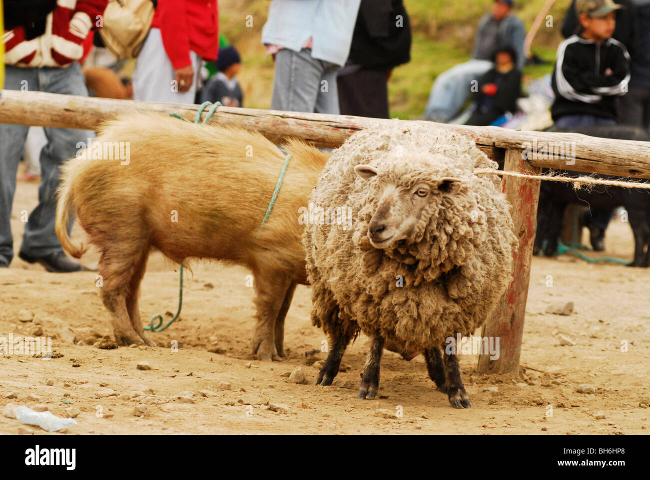 Ecuador, Otavalo, fuzzy Schafe und ein chaotisch Schwein gefesselt an eine hölzerne Barriere im Viehmarkt Stockfoto