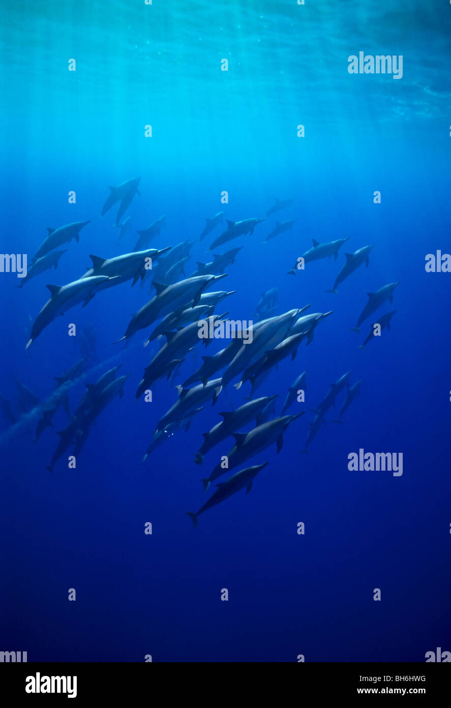 große Herde von Delfinen Hawaiian, Stenella Longirostris, Kona Coast, Big Island, Hawaii, USA, Pazifik Stockfoto