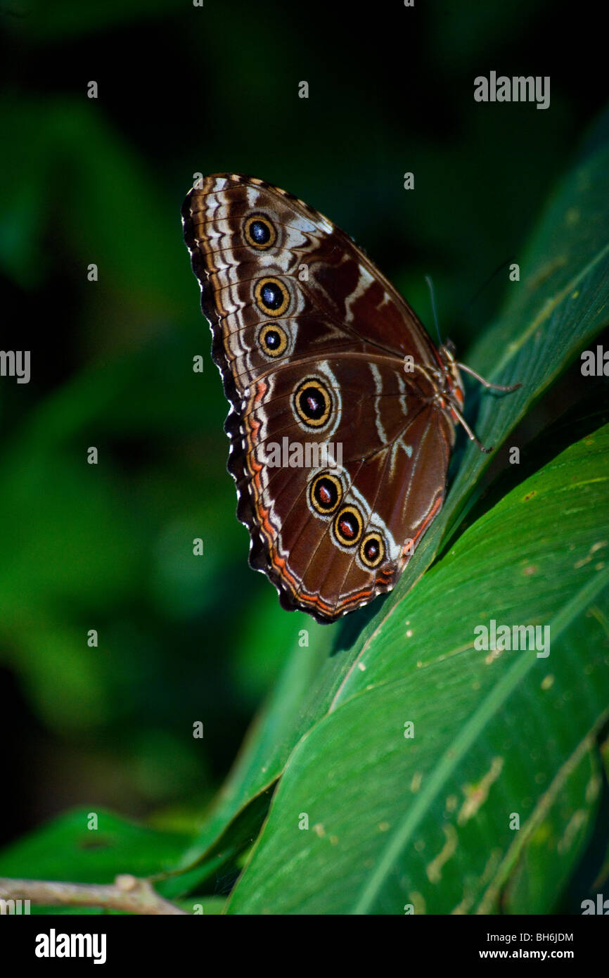 Ein Blue Morpho Peleides Schmetterling ruht auf einem Blatt in Puerto Viejo in Costa Rica Stockfoto