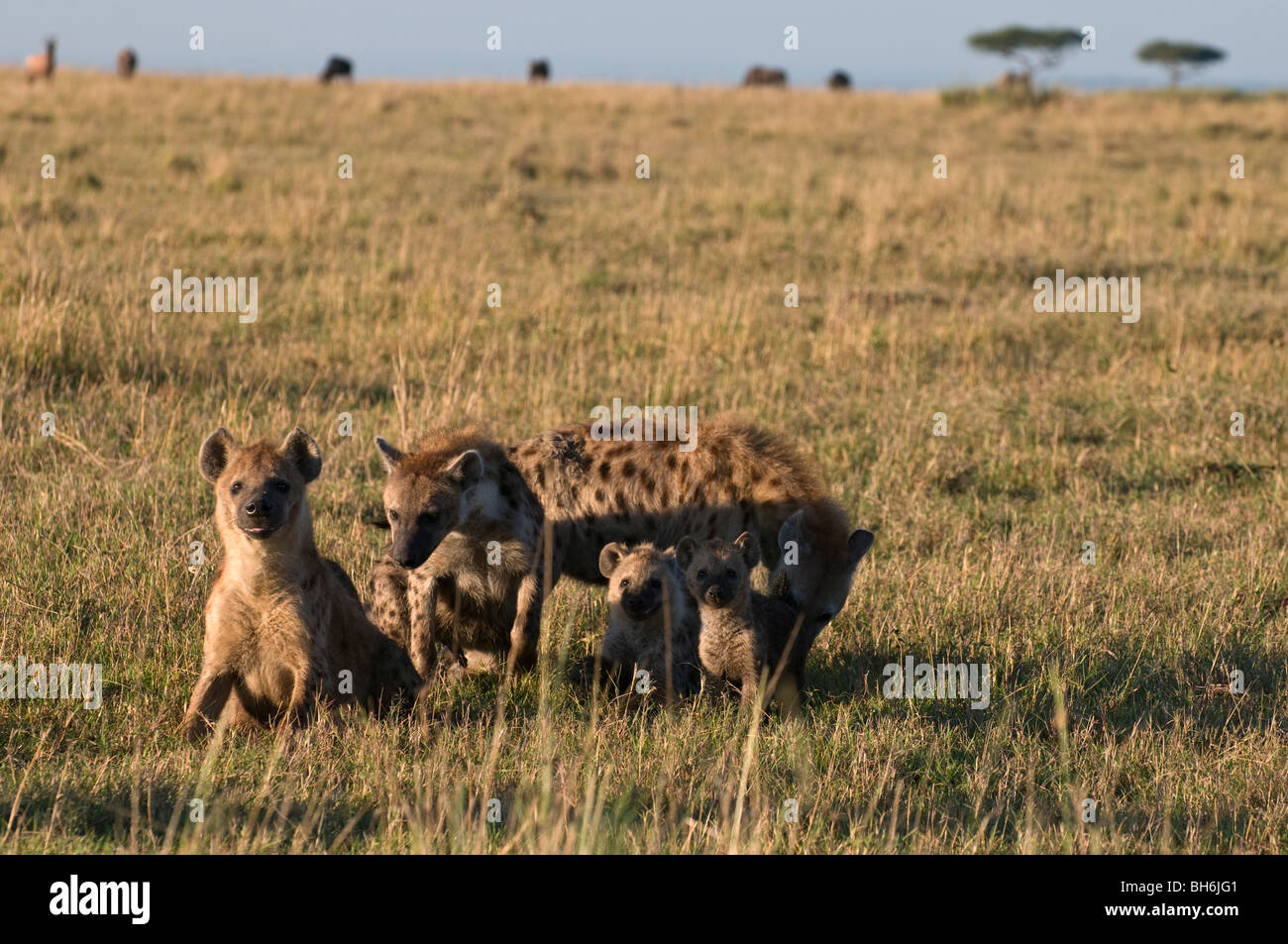 Gesichtet, Hyänen und Cubs (Crocuta Crocuta), Masai Mara National Reserve, Kenia. Stockfoto