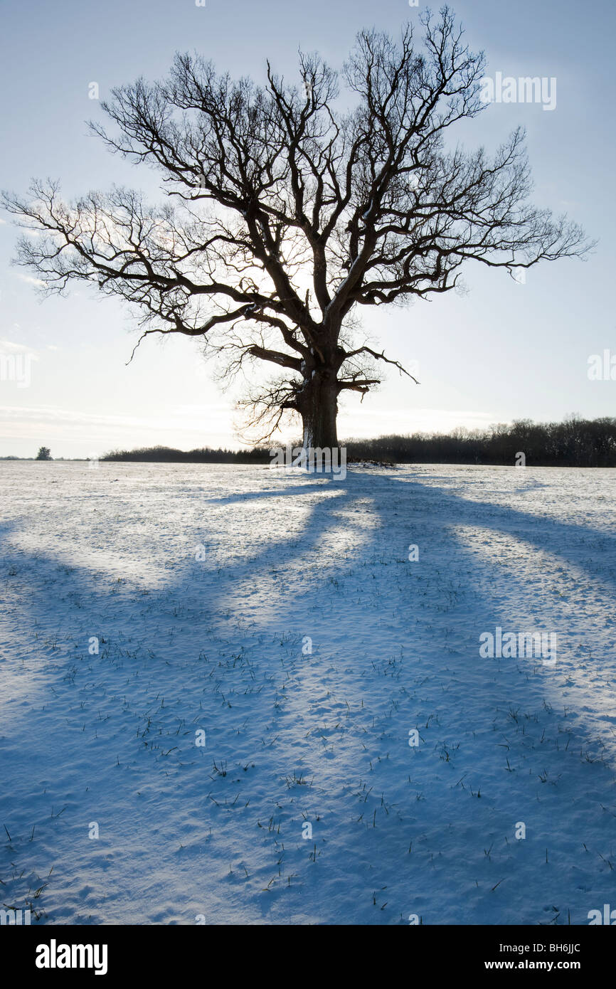 Schatten eines Baumes im Schnee Stockfoto