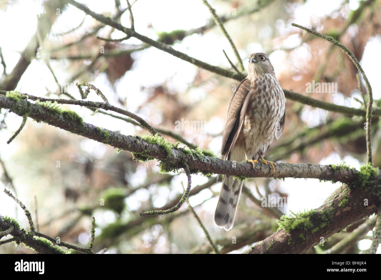 Juvenile Coopers Hawk in einem Wald Oregon Stockfoto