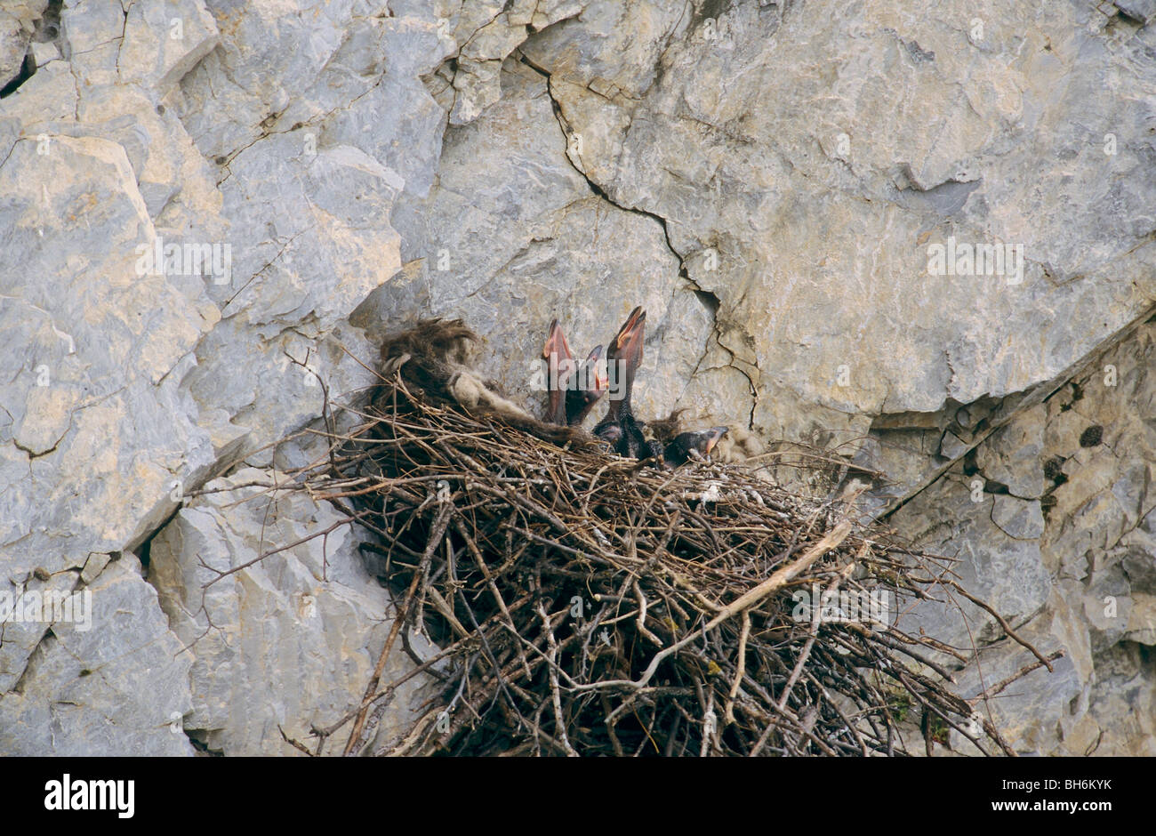 jungen gemeinsamen Raben in einem Nest / Corvus Corax Stockfoto