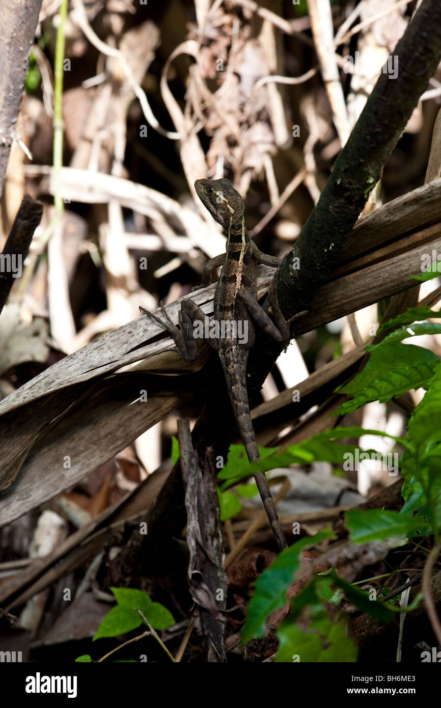 Jesus Christus Echse, Tortuguero Nationalpark Costa Rica Stockfoto