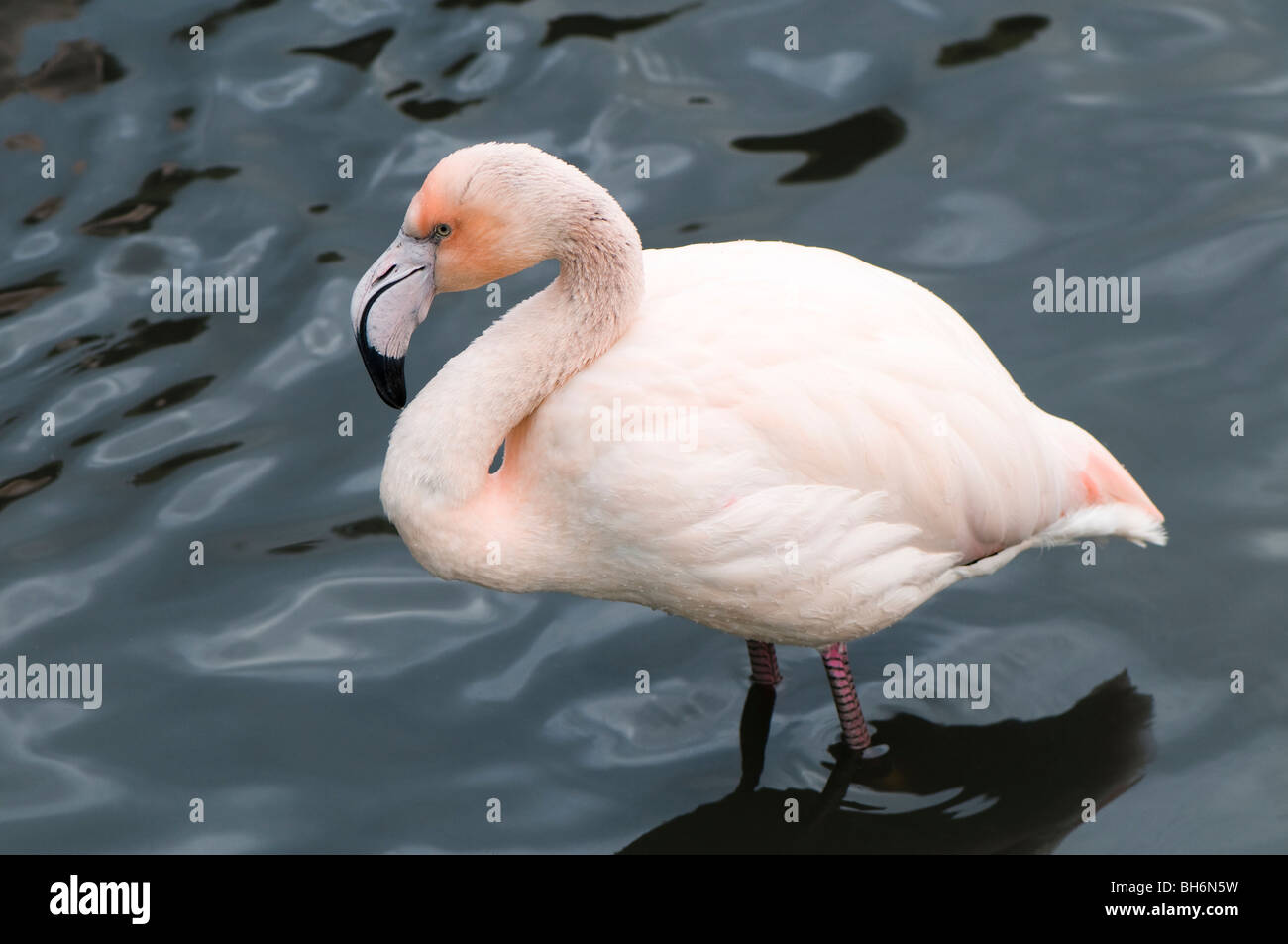 Größere Flamingo, Phoenicopterus Roseus an Slimbridge WWT in Gloucestershire Stockfoto