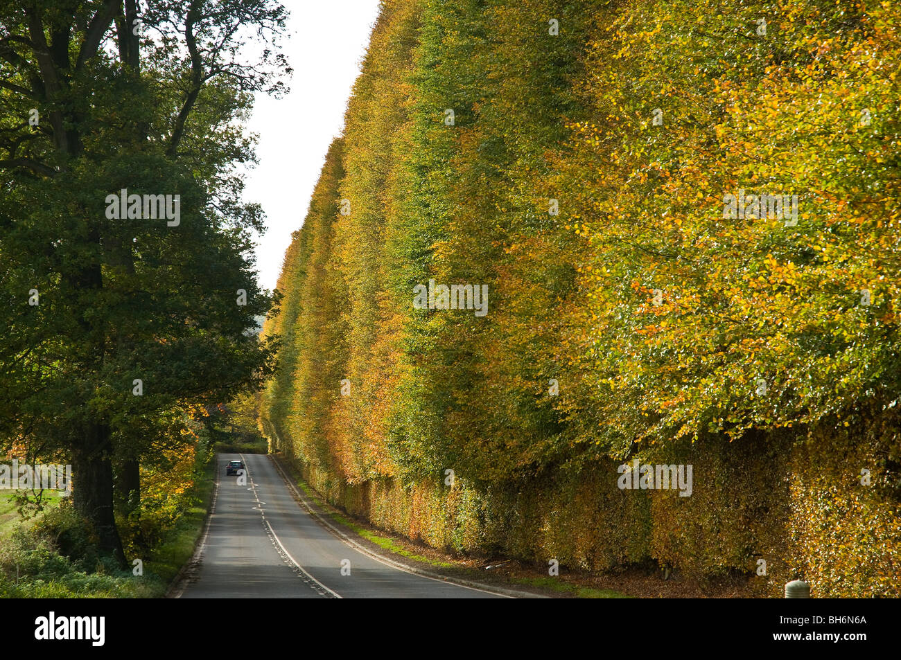 dh Meikleour Beech Hedge MEIKLEOUR PERTHSHIRE Scottish Jacobite Rebellion 1745 Gepflanzt Buche Hecke Herbst Farben uk A93 schottland herbstlich Bäume Stockfoto