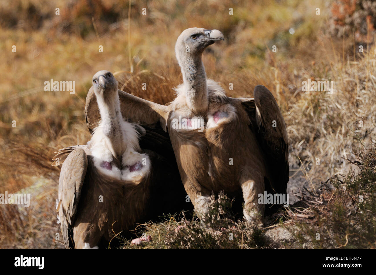 Griffon Vulture (Europäischen) abgeschottet Fulvus fotografiert in Frankreich Stockfoto
