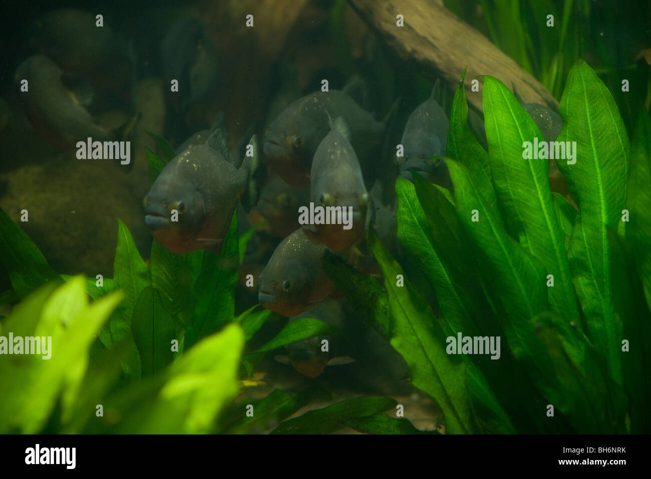 rote Piranhas (Pygocentrus Nattereri) Stockfoto