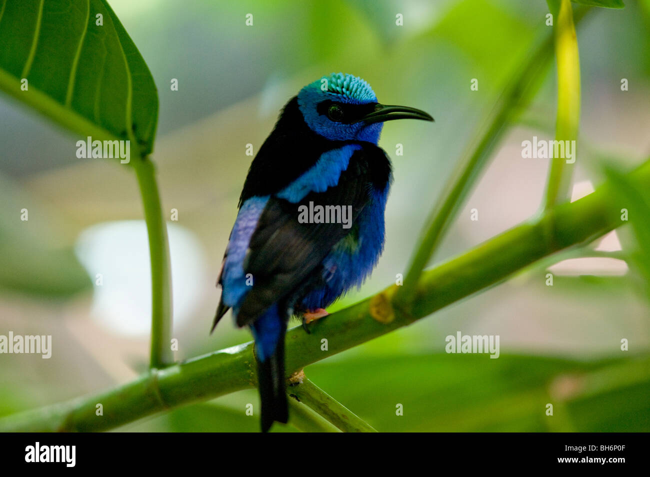 roten Beinen (Kleidervogel Caeruleus Cyanerpes) Stockfoto