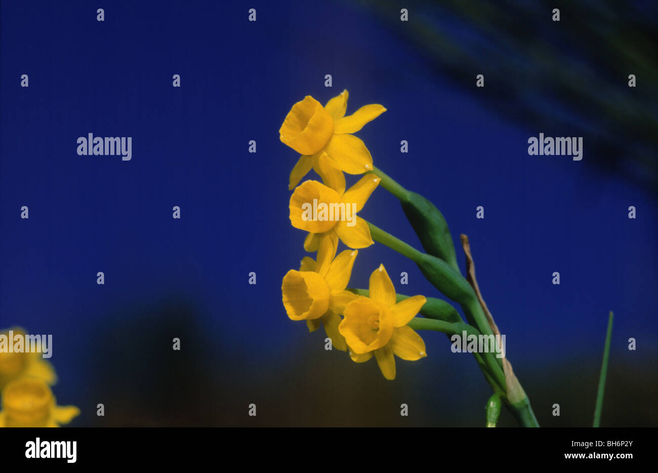 Narzisse (Narcissus Scaberulus) Stockfoto