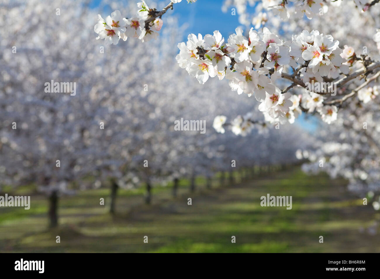 Mandelbäume in voller Blüte in Sacramento Senke von Nordkalifornien Stockfoto