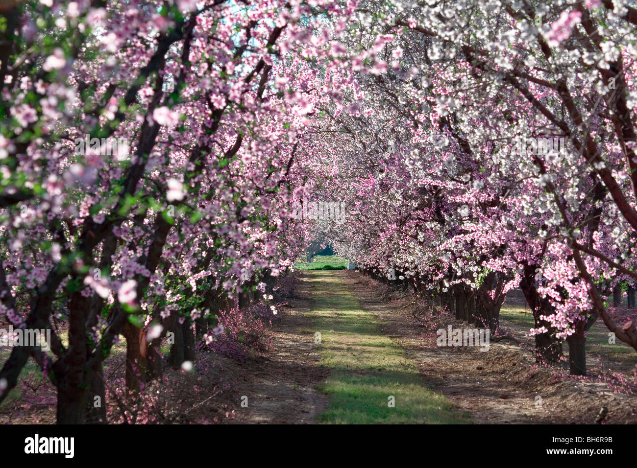 Pfirsiche Obstgärten blühen in der Nähe von Yuba City, Kalifornien Stockfoto