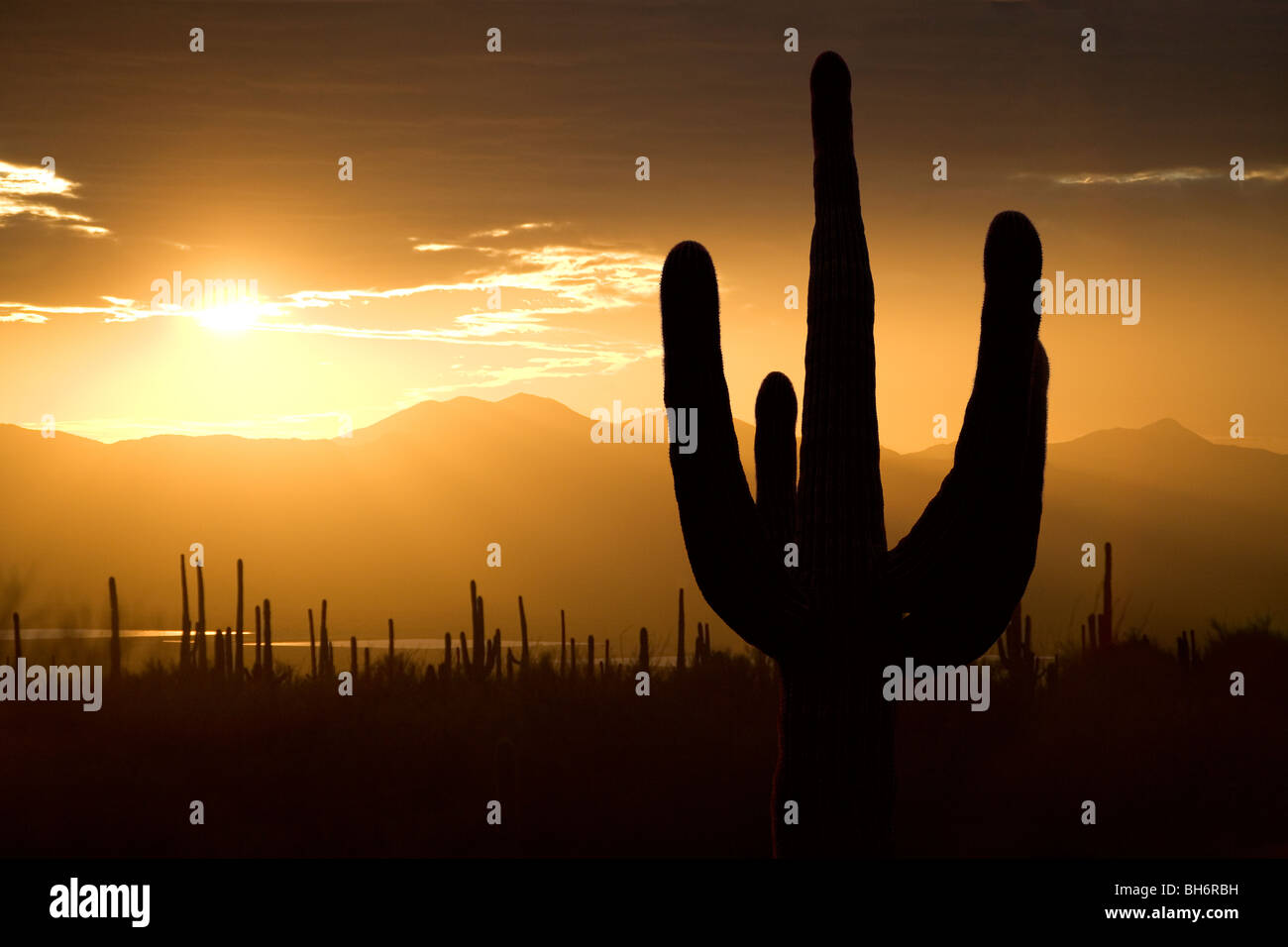 Saguaro-Kaktus Silhouette bei Sonnenuntergang in Tucson Arizona Saguaro-West-Nationalpark. Stockfoto