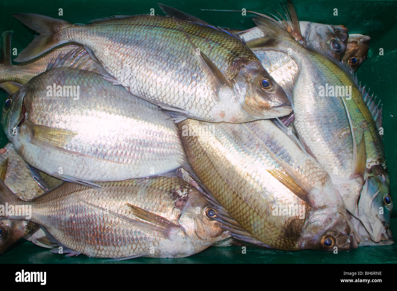 Bin frisch angelandeten Fische: Tarakihi (Nemadactylus Macropterus) Stockfoto