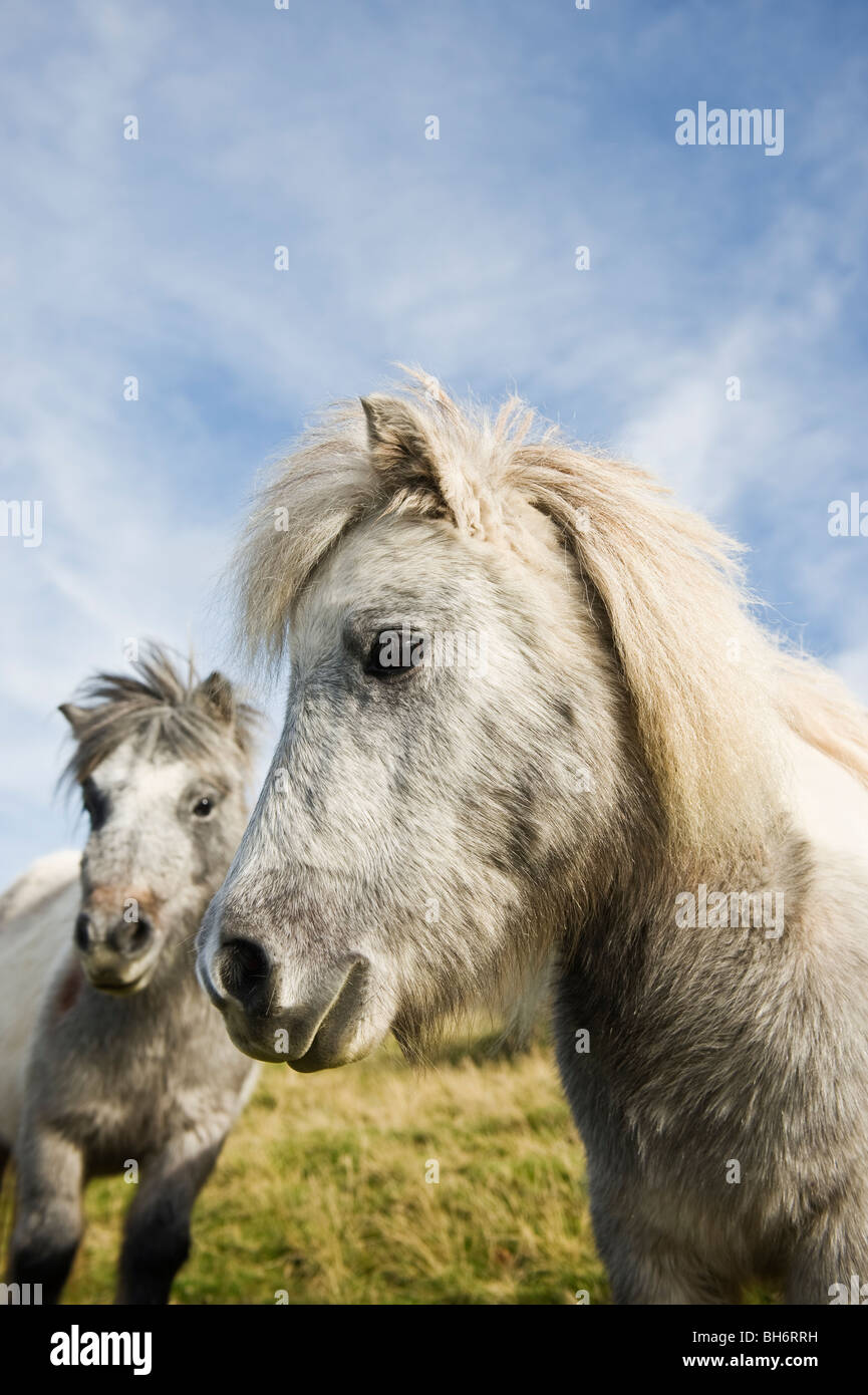 Welsh Mountain Ponys, Brecon Beacons National Park, Wales Stockfoto