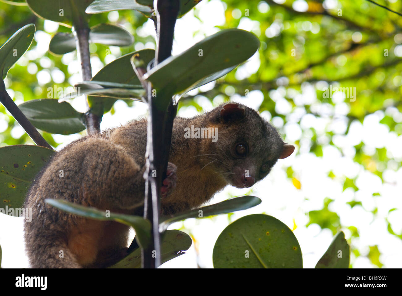 Wickelbär in den Bäumen im Regenwald von Monteverde in Costa Rica Stockfoto