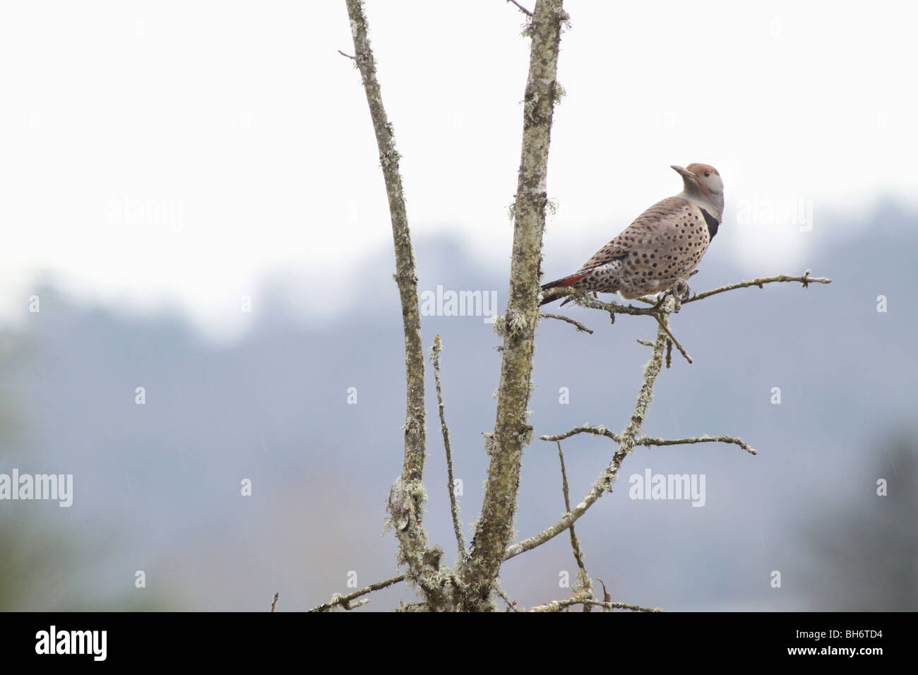 Nördlichen Flimmern Specht auf einem Ast in Oregon Stockfoto